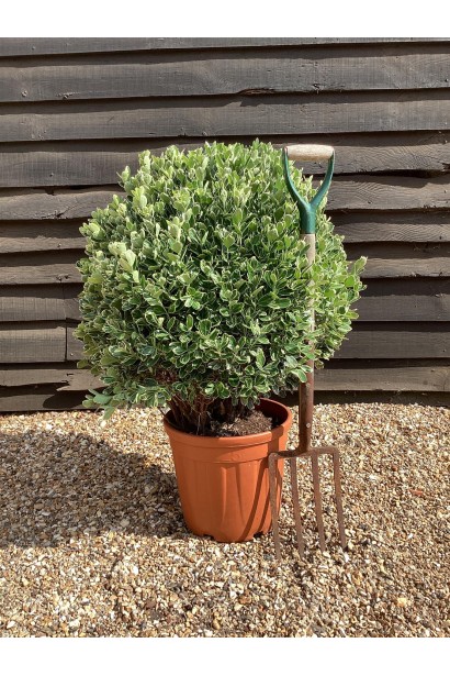 Бруслина японська Альбомаргінатус